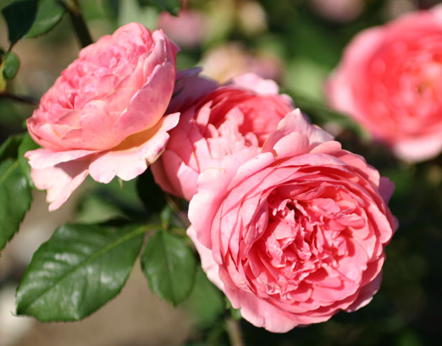 Amandine Chanel   Rose rosa ca 100cm Guillot 2004  Rosa Amandine  Chanel online bestellen